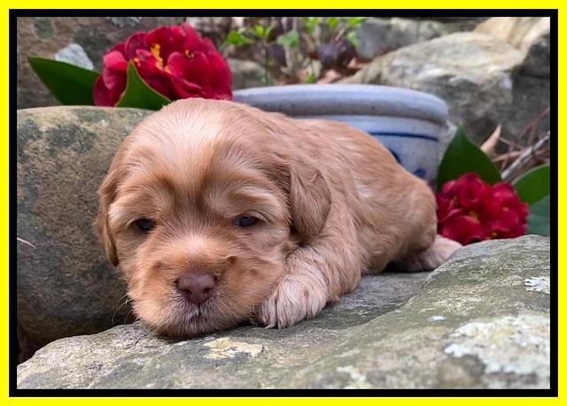 Hunnie Patrick Parson pups 3 wks old 271