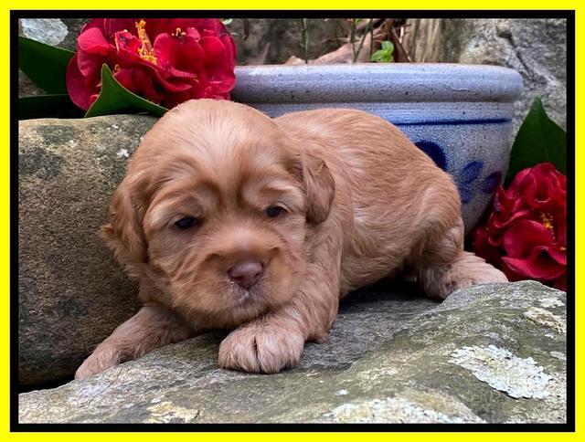 Hunnie Patrick Parson pups 3 wks old 291
