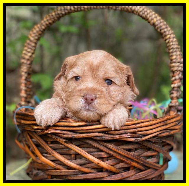 Hunnie Patrick Parson pups 4 wks old 341