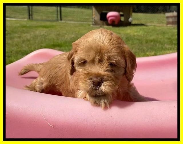 Hunnie Patrick Parson pups 5 wks old 311