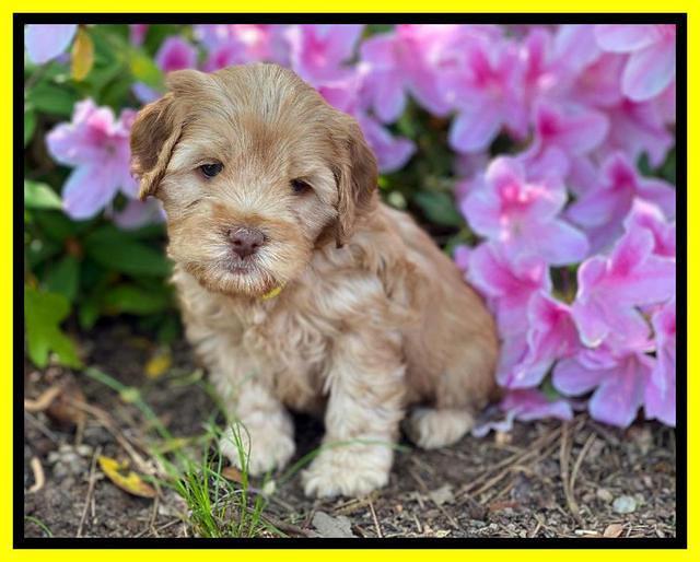 Hunnie Patrick Parson pups 6 wks old 351