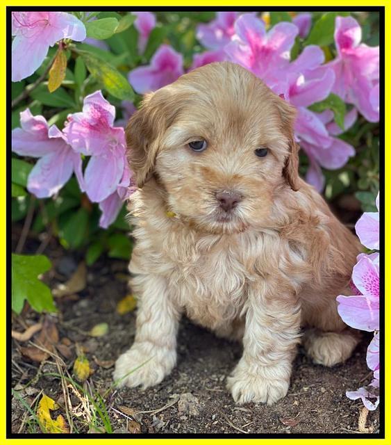 Hunnie Patrick Parson pups 6 wks old 371