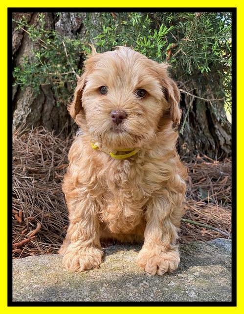 Hunnie Patrick Parson pups 7 wks old 271