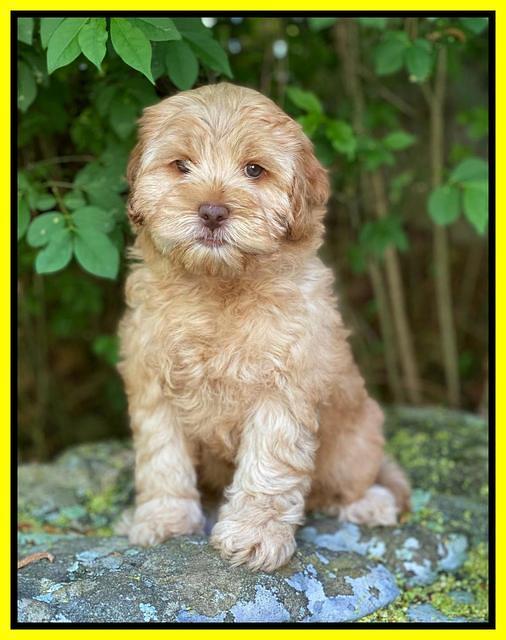 hunnie Patrick Parson 8 wks old 191