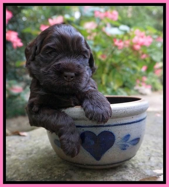 Ivory Champ pups 3 wks old 21