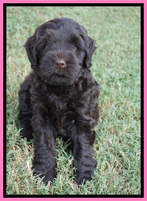 Ivory Champ pups 6 wks old 61