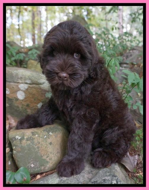 Ivory Champ pups 8 wk old 51