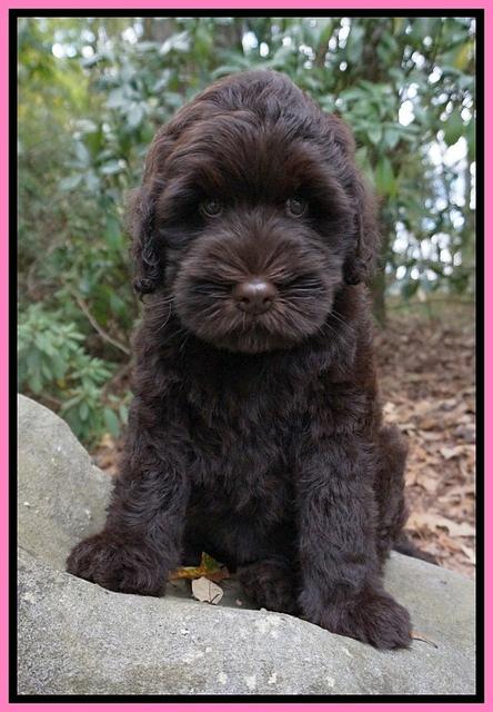 Ivory Champ pups 8 wk old 61