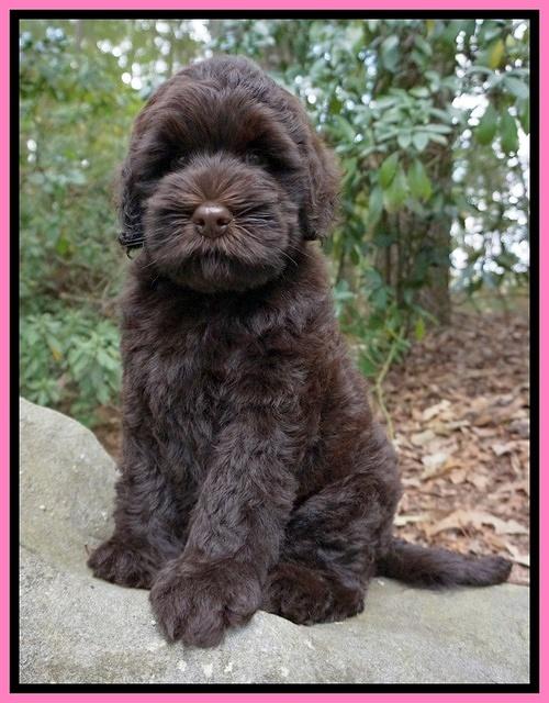 Ivory Champ pups 8 wk old 71