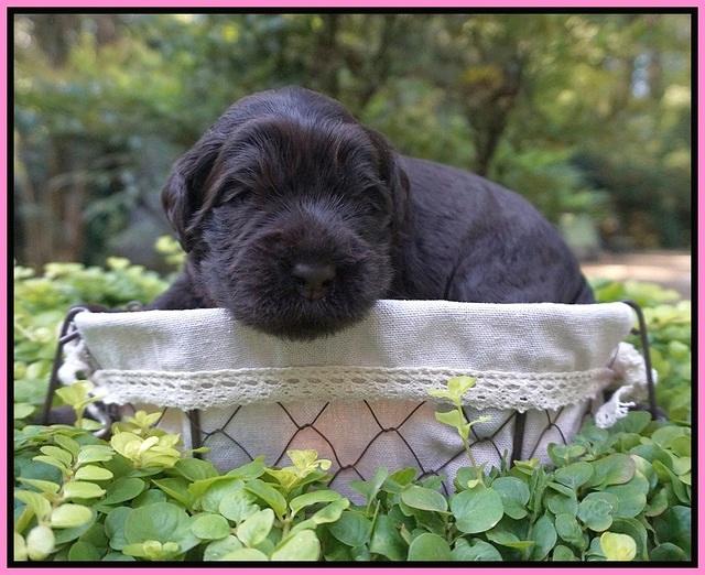 Ivory Champion pups 2 wks old 11