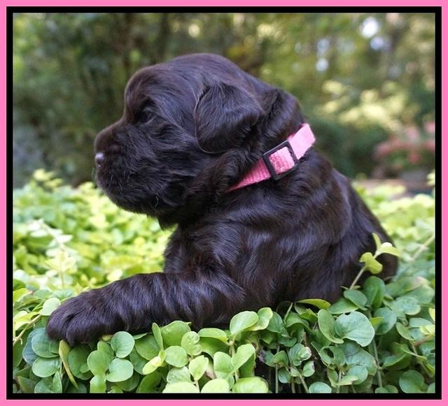 Ivory Champion pups 2 wks old 21