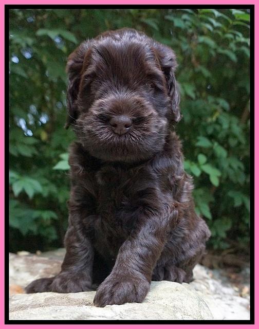 Ivory Champion pups 4 wks old 11