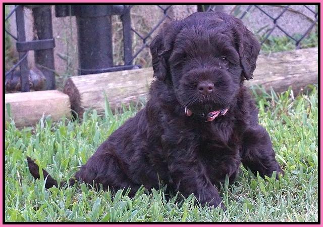 Ivory Champion pups 5 wks old 81