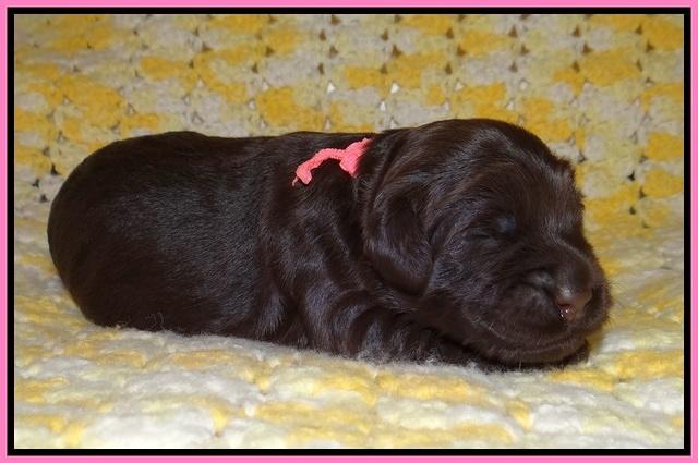 Ivory Chmapion pups 1 week old 21