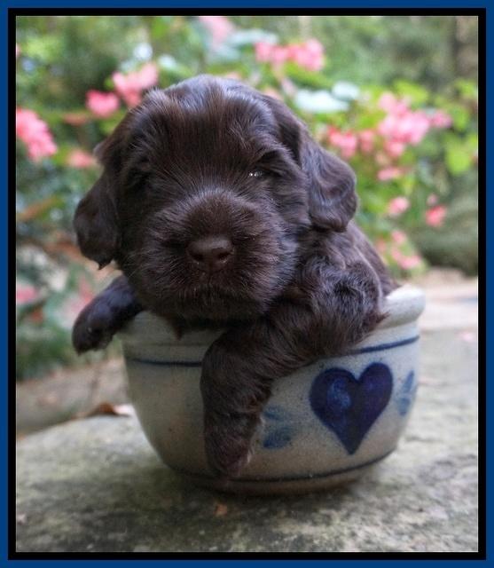 Ivory Champ pups 3 wks old 51