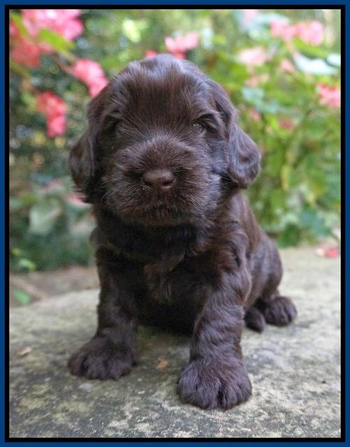 Ivory Champ pups 3 wks old 61