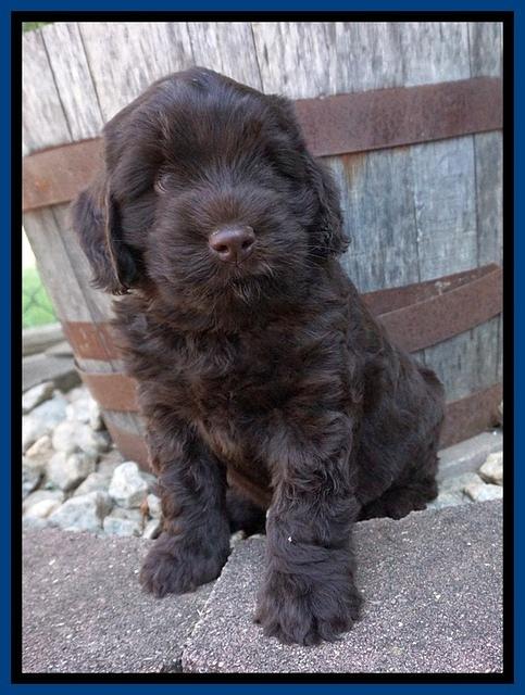 Ivory Champ pups 6 wks old 21