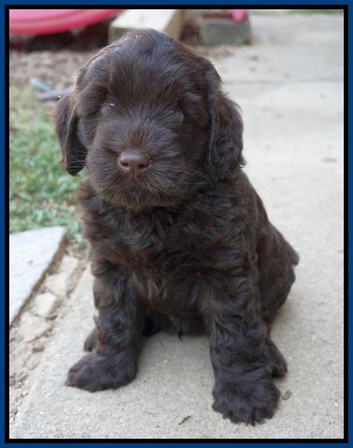 Ivory Champ pups 6 wks old 41