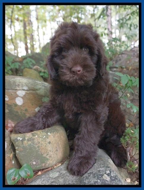 Ivory Champ pups 8 wk old 21