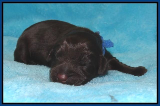 Ivory Champ pups newborn 33