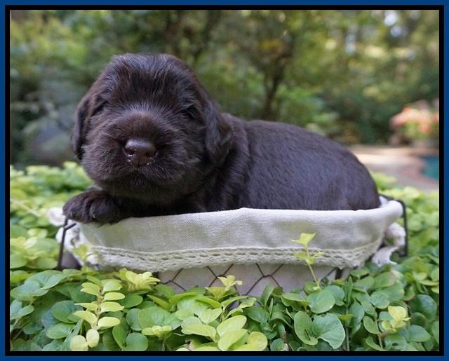 Ivory Champion pups 2 wks old 41