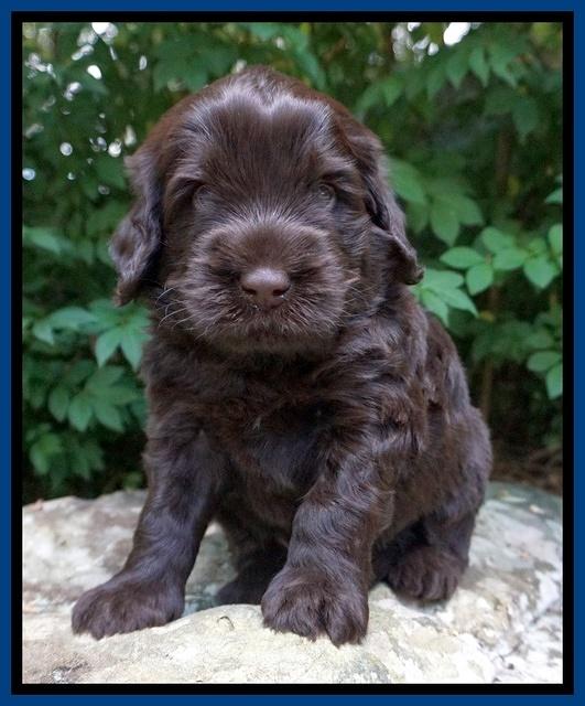 Ivory Champion pups 4 wks old 41