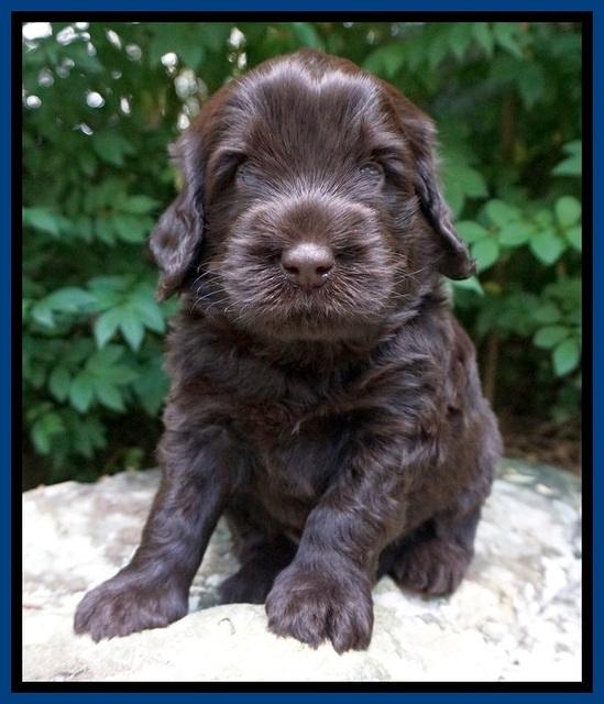 Ivory Champion pups 4 wks old 71