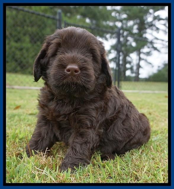 Ivory Champion pups 5 wks old 11