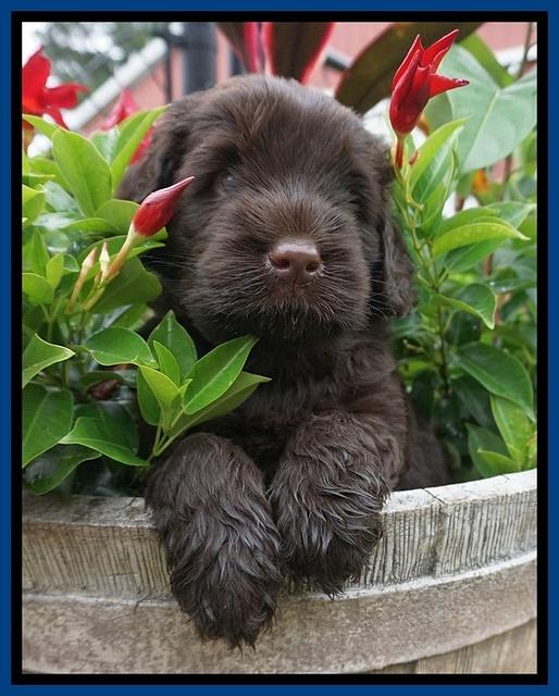 Ivory Champion pups 5 wks old 21