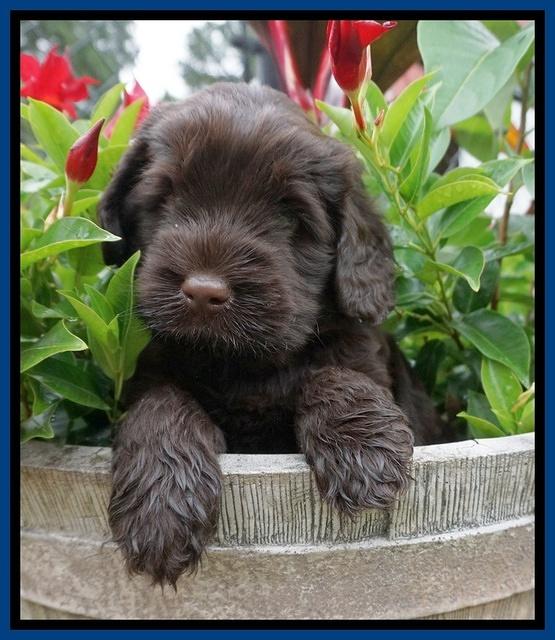 Ivory Champion pups 5 wks old 41