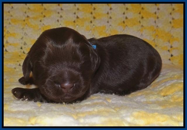Ivory Chmapion pups 1 week old 71