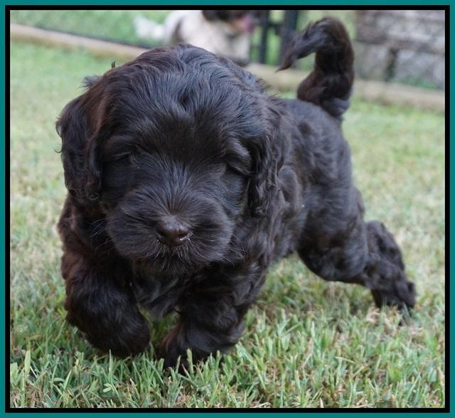 Ivory Champ pups 6 wks old 101