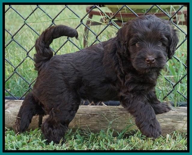 Ivory Champ pups 6 wks old 111