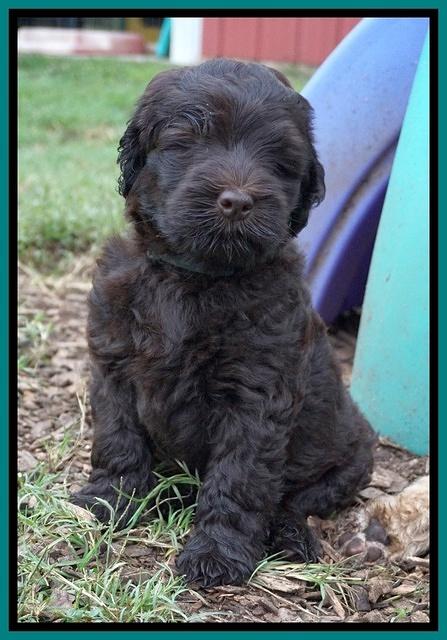 Ivory Champ pups 7 wks old121