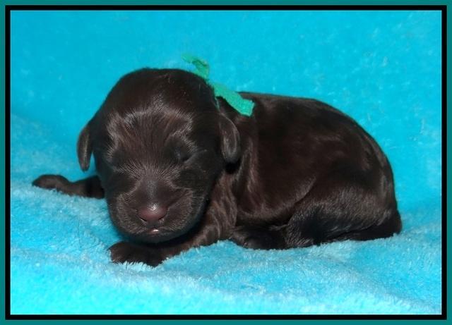 Ivory Champ pups newborn 63