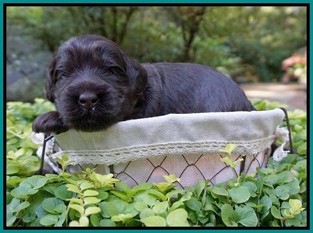 Ivory Champion pups 2 wks old 71