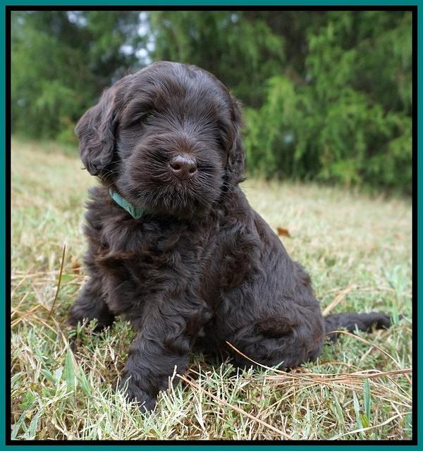 Ivory Champion pups 5 wks old 151