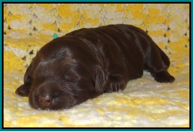 Ivory Chmapion pups 1 week old 101