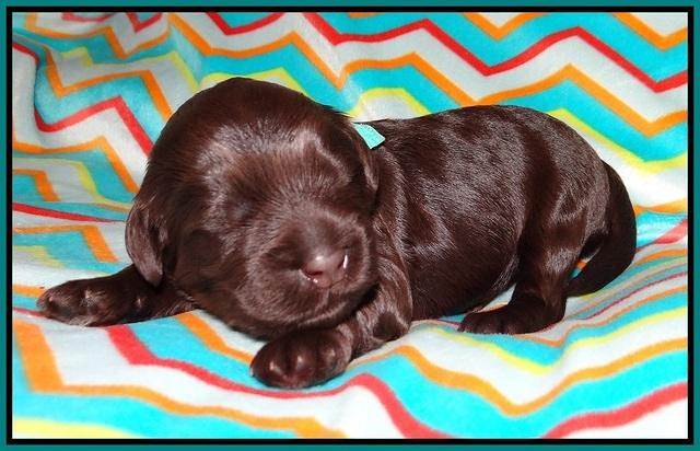 Ivory Chmapion pups 1 week old 81