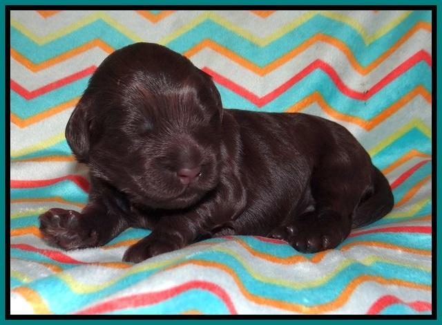 Ivory Chmapion pups 1 week old 91