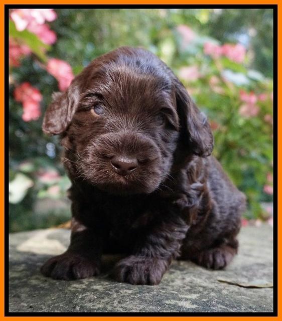 Ivory Champ pups 3 wks old 131