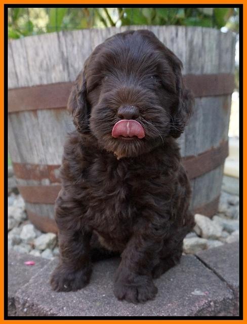 Ivory Champ pups 6 wks old 131