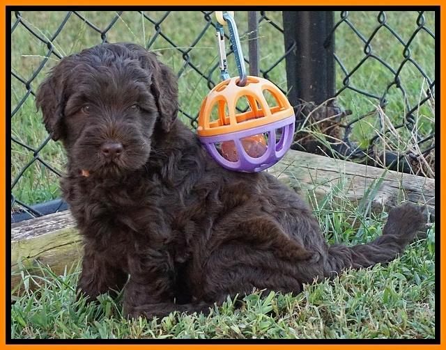 Ivory Champ pups 6 wks old 161