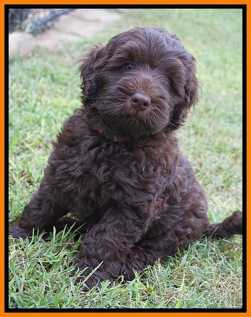 Ivory Champ pups 7 wks old161