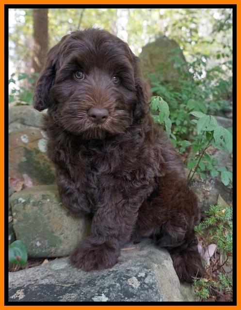 Ivory Champ pups 8 wk old 191