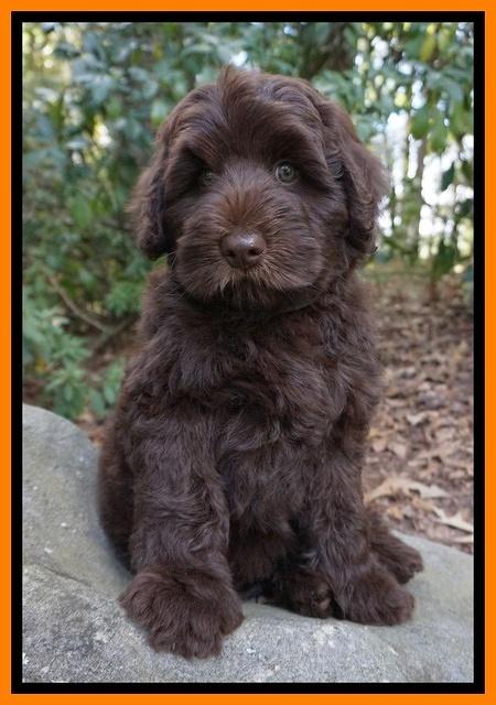 Ivory Champ pups 8 wk old 221