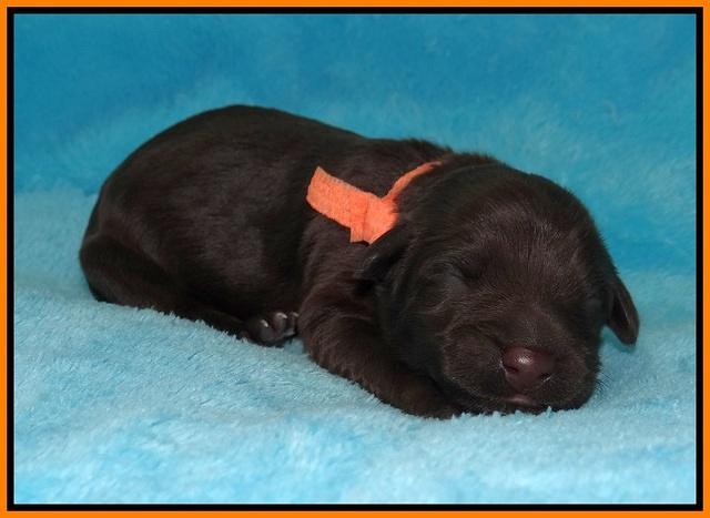 Ivory Champ pups newborn 43