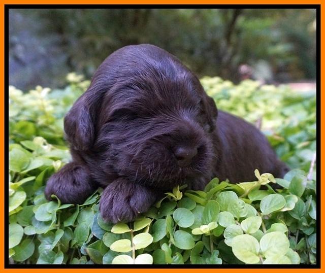 Ivory Champion pups 2 wks old 111