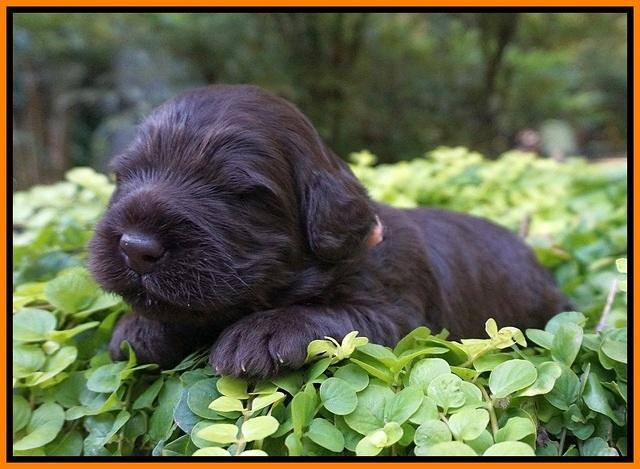 Ivory Champion pups 2 wks old 121