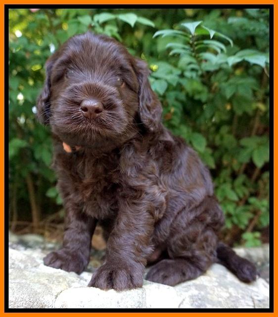 Ivory Champion pups 4 wks old 131
